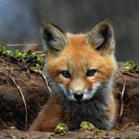 dubuc maurice (@dubucmaurice5) 's Twitter Profile Photo