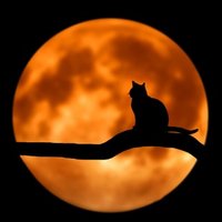 Cats4love_msk(@Cats4loveMsk) 's Twitter Profile Photo