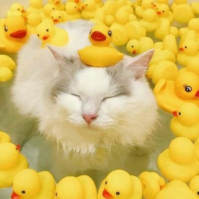люблю помидры и запах свежих книг🐣
выговариваюсь о проблемах, жизненных ситуациях и просто пишу свои мысли.
возможно я смогу найти единомышленников?