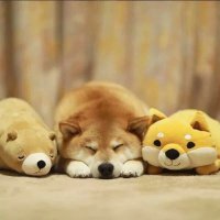 Pangyu 胖鱼 🐠 (@pangyusio) 's Twitter Profile Photo Pangyu 胖鱼 🐠 (@pangyusio) 's Twitter Profile Photo