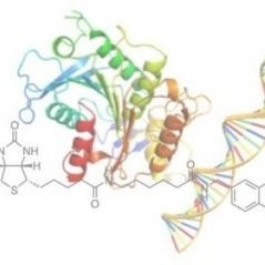 Twitter account of the European Symposium on Biological and Organic Chemistry 2024 on 13th-15th May. Account run by @DrGlycoBen.