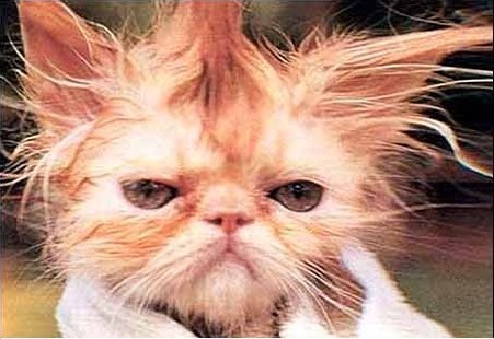 Bad Hair Cat (@BadHairCat) | Twitter