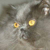 Christine 🇨🇵🇪🇺🦥💉💉💉💉💉💉💉💉 (@saphorocoeur) 's Twitter Profile Photo