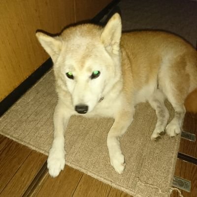 QvXI8UNEqTS6f49's profile picture. 動物大好き💓♥️❤️保護犬
と暮らしています
