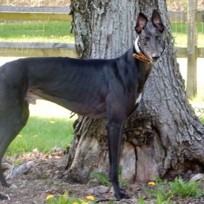 forsooth20's profile picture. Recovering introverted perfectionist