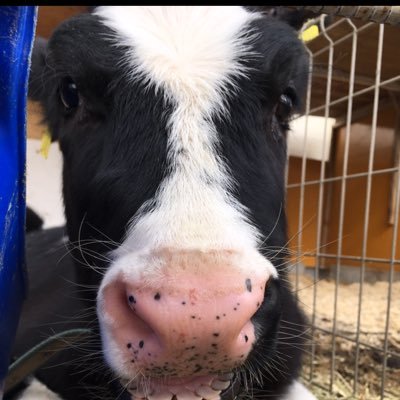 B5TlP9WVudtr9mP's profile picture. 千葉の南端、21歳の酪農家。 非農家の家庭からお爺さんの跡を酪農の道へ 楽農を目指して日々奮闘。