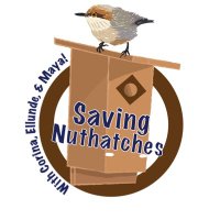 Saving Nuthatches (and Chickadees!)(@SaveNuthatches) 's Twitter Profile Photo