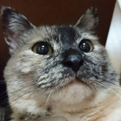 kagupon1's profile picture. 