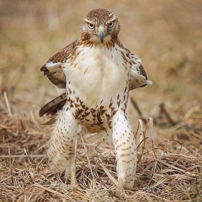 litoone29's profile picture. “What we see everyday does not make us great used to”