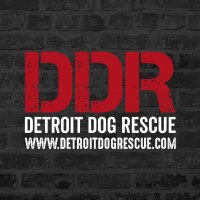 Detroit Dog Rescue(@313dogrescue) 's Twitter Profileg