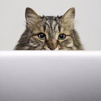 0xcats (@0xcats) Twitter profile photo