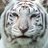 TheWhiteTiger