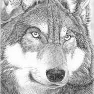 felincraft's profile picture. 