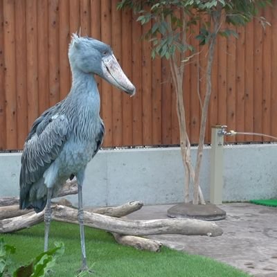 Rea83885355's profile picture. 恋つば垢。2人の進む道がいつでも光り輝いていますように…　#恋つば　#キングサラ民 #やさしい世界 #バイセクシャル #パンセクシャル #LGBTQ　