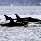 The official page of the SuperPod Conference in San Juan Island. A whale conservation and education conference. #SuperPod8 July 18-21, 2023