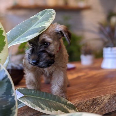 ksqueens's profile picture. 