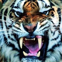 ⚠Scottish Drew⚠ (@scotsman_drew) 's Twitter Profile