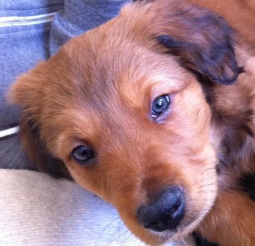 MitchyDOG's profile picture. Big red dog. Living it up!