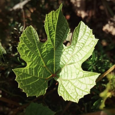 rnnd's profile picture. @Guephren's personal profile. Freelance artist and illustrator. Retweets lots of art!