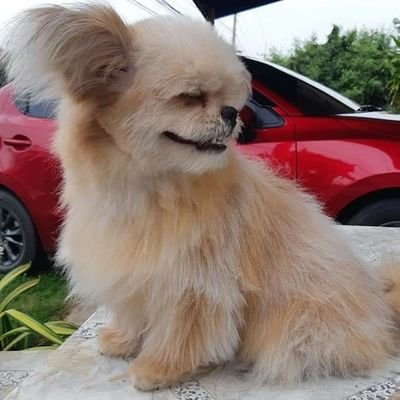 PangPangZone's profile picture. #ทาสหมา #หมาน้อยปังปัง #ปังปังป่วน
ปังปัง : ลูกหมาน้อยวัย 5เดือน // พันธุ์ : ชิสุผสมปอม 🐶