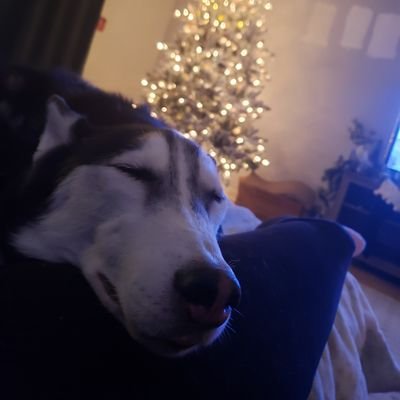 ATMbree's profile picture. #GoPackGo Proud Trump Basher, animal lover, small business operator, very lucky husband and proud papa. #Resistance