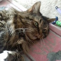 Penny Styles (@archie_pen) 's Twitter Profile