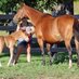 EquineRancher1010 (@centreeq) Twitter profile photo EquineRancher1010 (@centreeq) Twitter profile photo