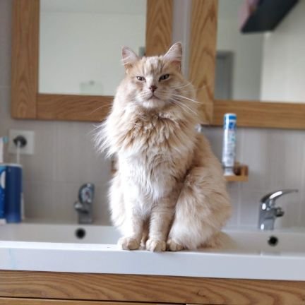 potichat Minoustre de la Majestueusitude et potichatte , on aime le grandehors et les zarbres à 🐈 naturels et aussi se dorer le fluff près du pwalabwa