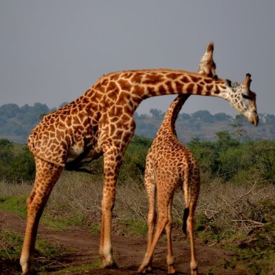 MultitasksOasis's profile picture. 