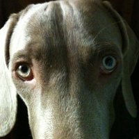 Al3x (@alextwit_hashta) 's Twitter Profile