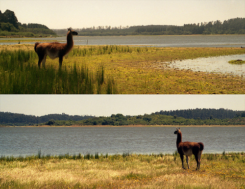 pamelagalvar's profile picture. 