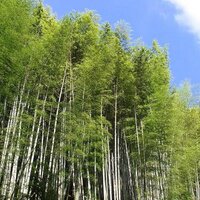 静岡県立大学 環境サークルCO-CO (@coco_nature) 's Twitter Profile