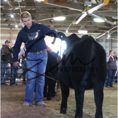 CHS 22 show cattle