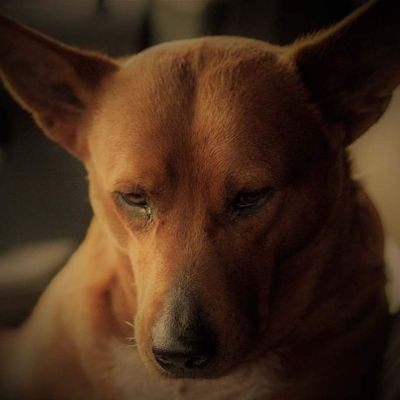 barry_chalcroft's profile picture. President and CEO, N'Che Wana Group.