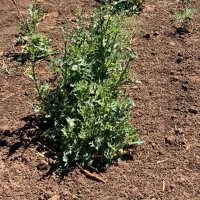 Chauhan lab UQ (@uqweedscience) 's Twitter Profile