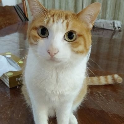 gfIzS0Au8ZkgoVK's profile picture. 