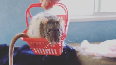 A small private Brisbane rescue for rats in need. Some become the adopted pets after some time at the rescue. Others live out their days with us.