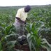 Fungai Chimudzi (@chimudzifungai) Twitter profile photo Fungai Chimudzi (@chimudzifungai) Twitter profile photo