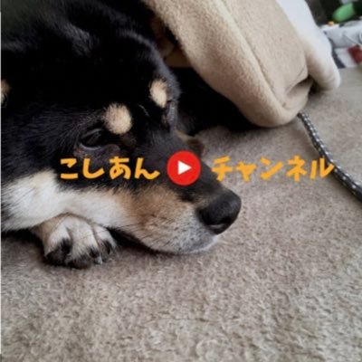 黒柴のこしあんです！🐾 2018/3/2生まれ♂ ➼YouTubeで日々動画投稿してます！▼･ェ･▼･ェ･▼#柴犬 #黒柴 #黒柴こしあん🐾 ぜひチャンネル登録して下さい！