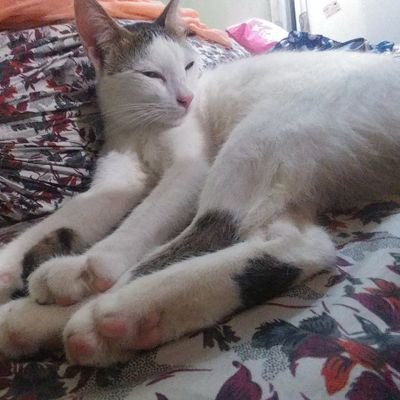 mohammadanwar's profile picture. Proud INCian, believes in Rahul Gandhi, #CRO