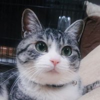 白雪小箱🐈🐾 (@yukishirokobako) Twitter profile photo