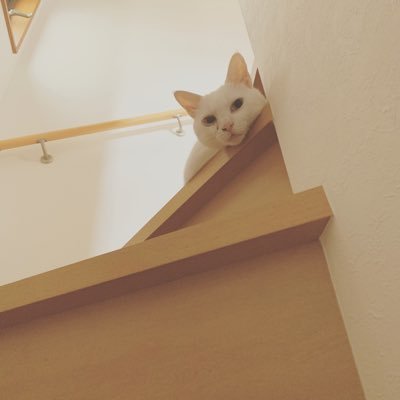 自分を癒すべく、なにも考えずにゆる～くお写真撮ってます。 らぶ☞ ねこ、わんこ、カメラ、海、自然いっぱいなところ、お家、cafe、珈琲、ぱん、カリー、餃子、麺、パクチー、びあ