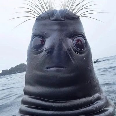 frogs_eyes's profile picture. Hi!💙💙I love carry on by Rainbow Rowell idk what else to write.☺💙💙oh btw i cant type so have fun