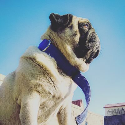 CPuglet's profile picture. A cute Puglet Casper.