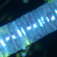 Molecular Life of Diatoms(@MLDiatoms) 's Twitter Profile Photo Molecular Life of Diatoms(@MLDiatoms) 's Twitter Profile Photo