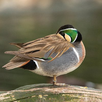 Ripley_ducks's profile picture. The Ripley Waterfowl Conservancy is dedicated to the protection of waterfowl & wetland habitats through research, education and conservation.