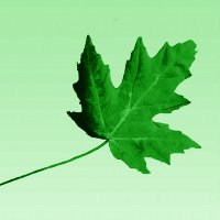 NiCHE New Scholars (@niche_ns) 's Twitter Profile