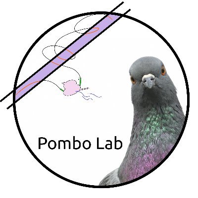 LabPombo's profile picture. Genome, genes, regulation @BIMSB_MDC