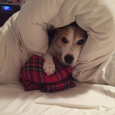 hairy_mongrel's profile picture. Wannabe Hacker. Whiskey drinker.

My tweets reflect my own opinions.