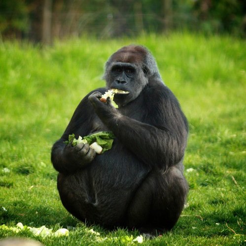 dbtsang's profile picture. i like bluray and truffle oil